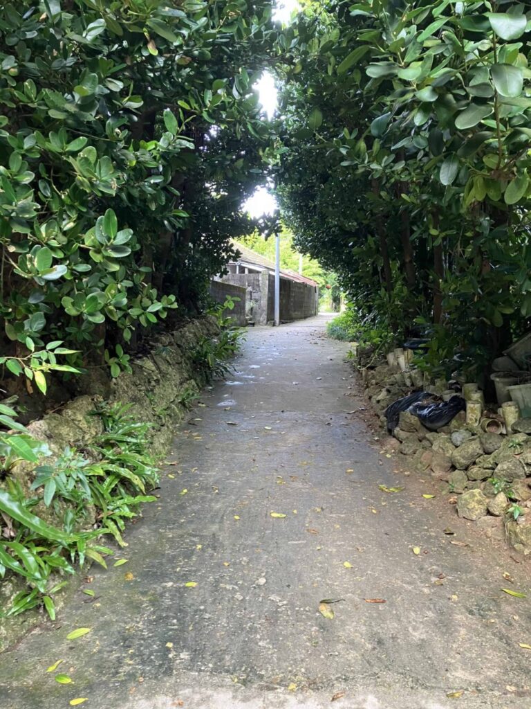 フクギ並木
