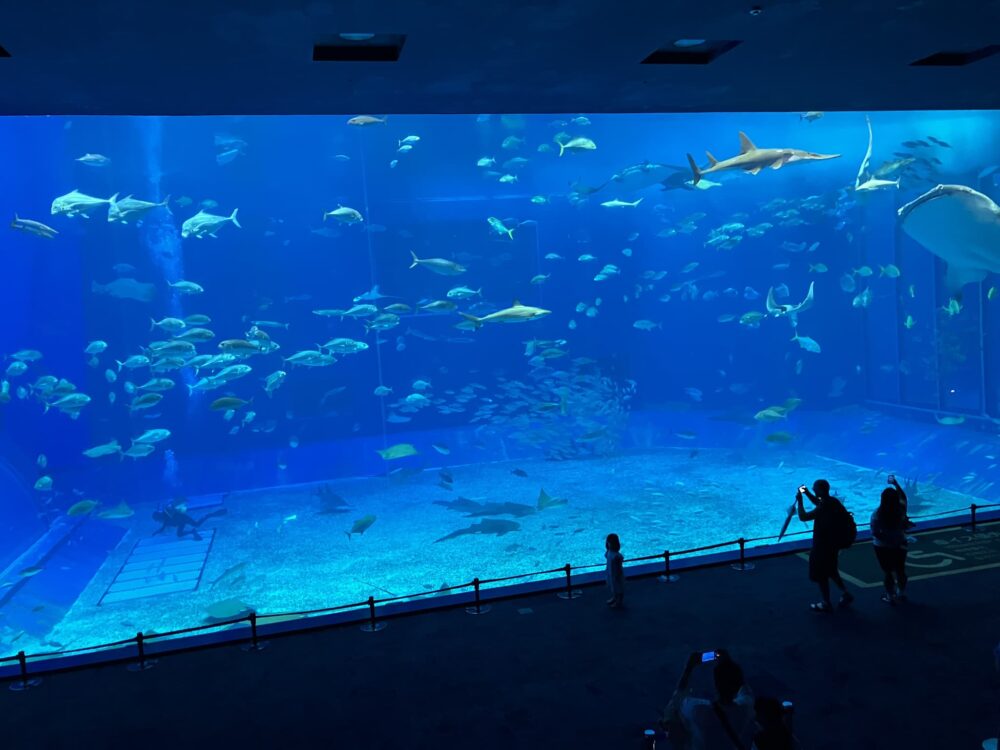 美ら海水族館大水槽